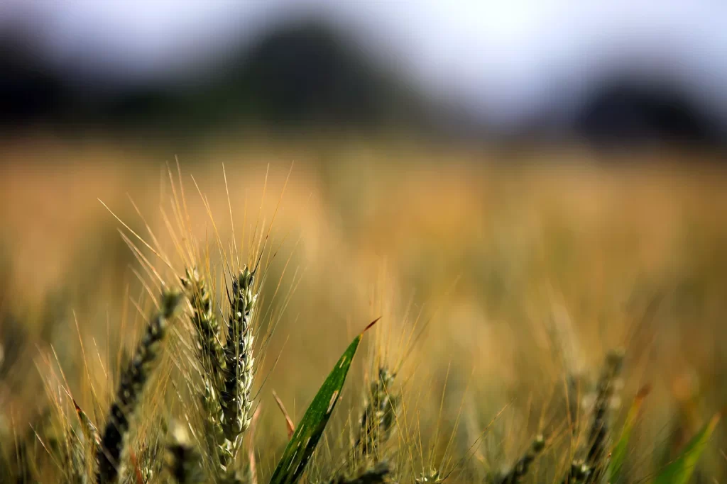 Wheat field