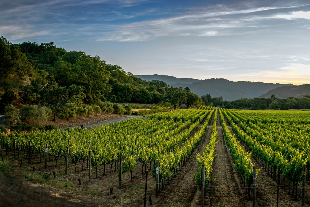 Vineyard at end of day
