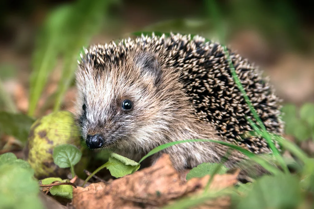 Hedgehog nestled in leaves